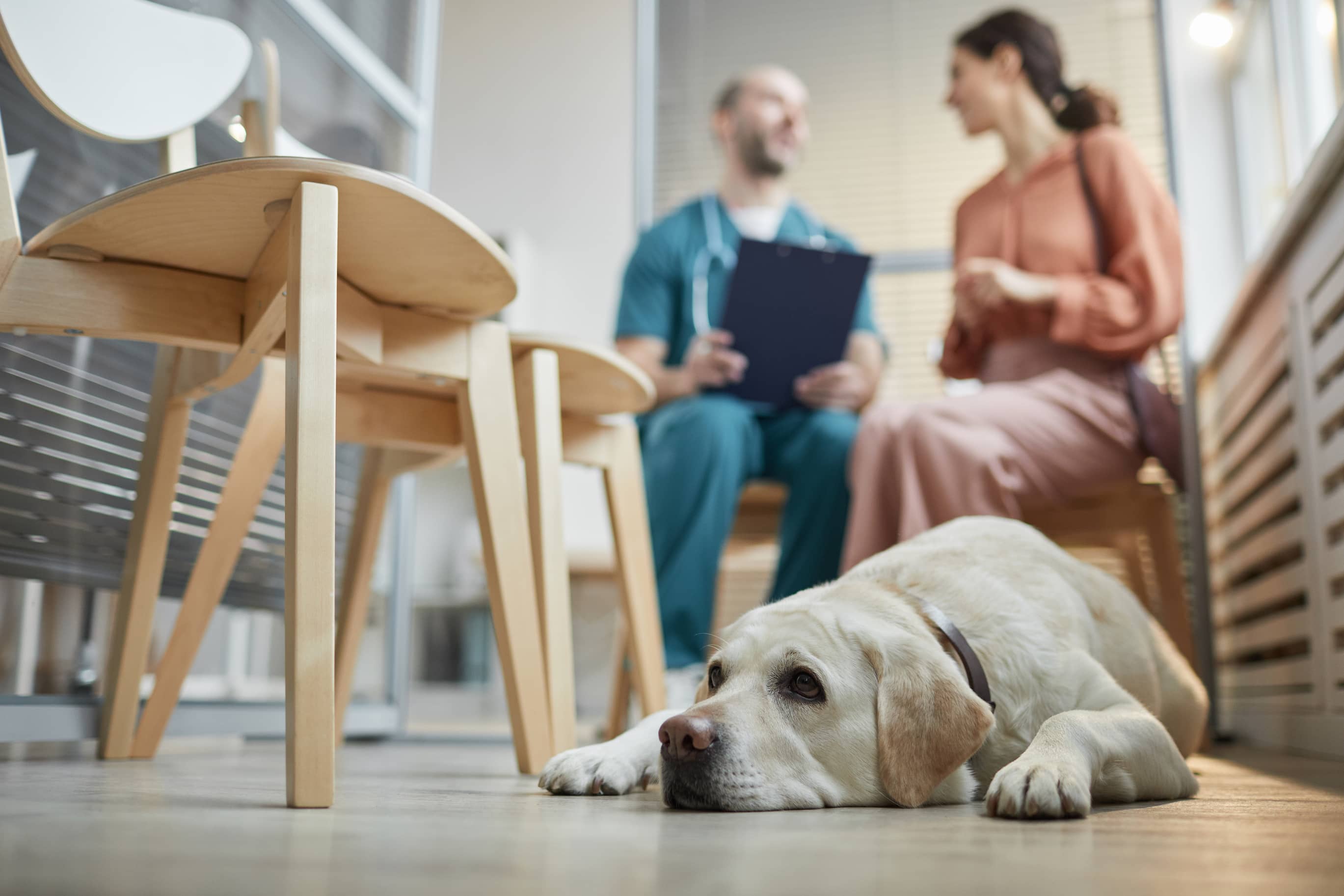 Labrador en salle d'attente