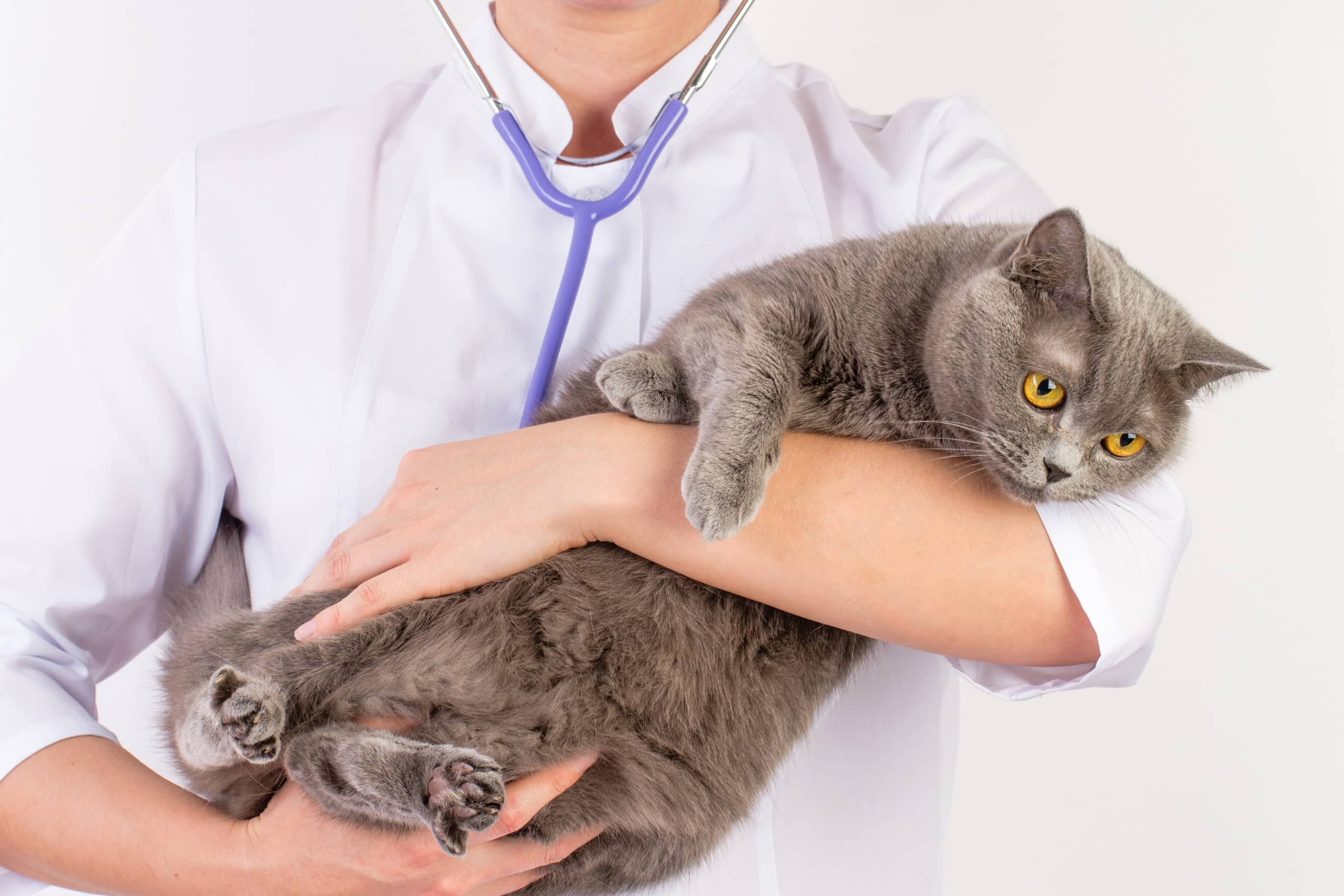 chat chez le vétérinaire