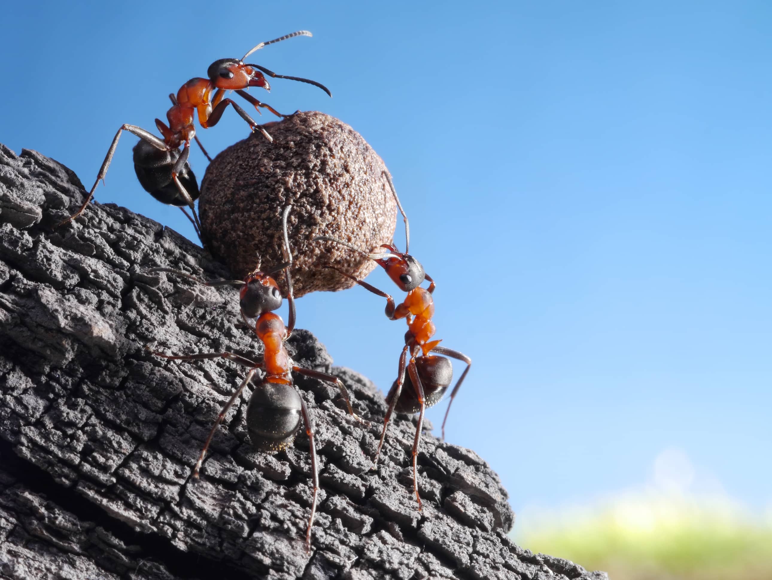 Fourmis s'aident pour porter une charge