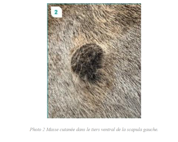 Masse cutanée dans le tiers ventral de la scapula gauche